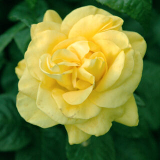Rosa ‘Golden Wedding’