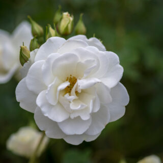 Rosa ‘Iceberg’ Korbin