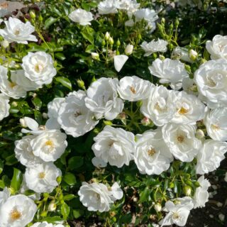 Rosa ‘Iceberg’ Korbin