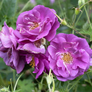 Rosa ‘Rhapsody in Blue’