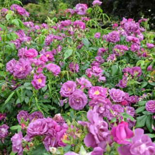 Rosa ‘Rhapsody in Blue’