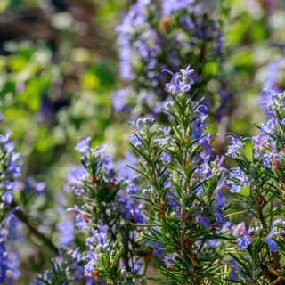 Rosmarinus Officinalis
