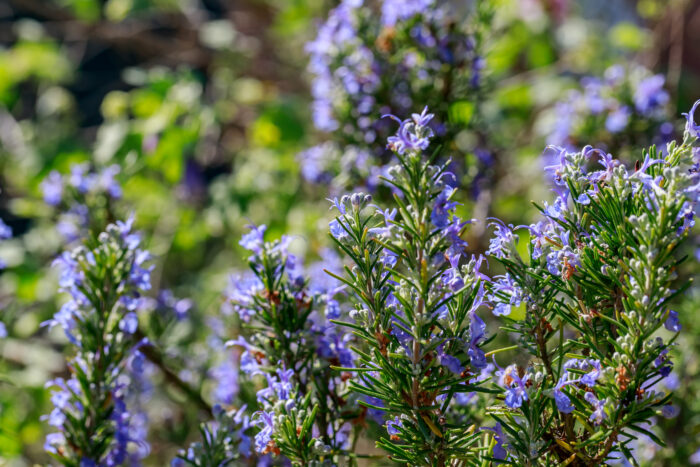 Rosmarinus Officinalis