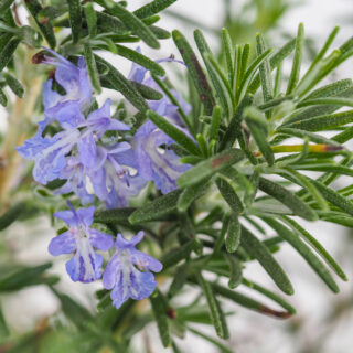 Rosmarinus Officinalis