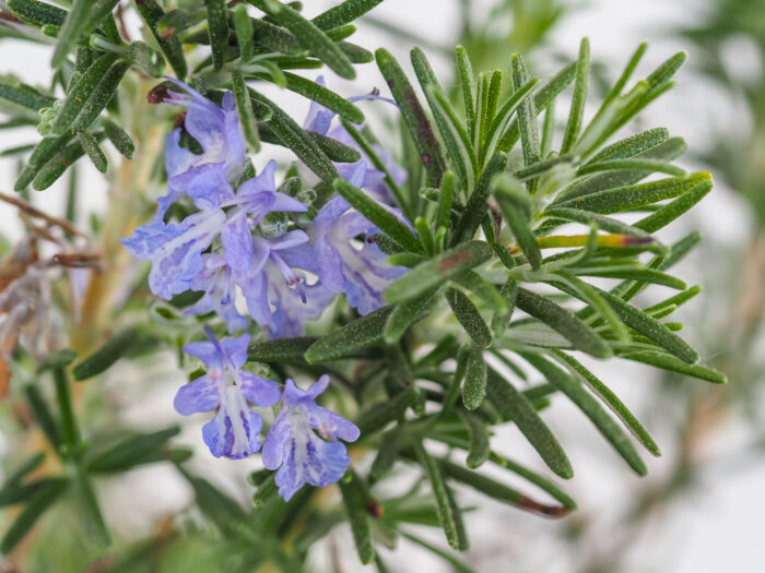 Rosmarinus Officinalis