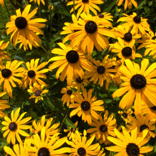 Rudbeckia ‘Goldsturm’