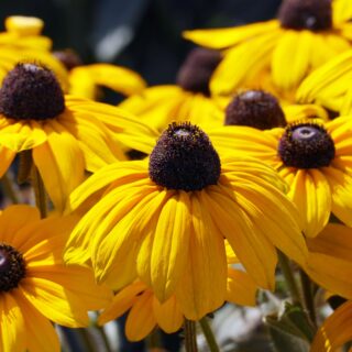 Rudbeckia ‘Goldsturm’