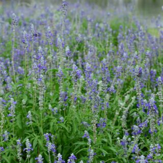 Salvia ‘Blue Note’