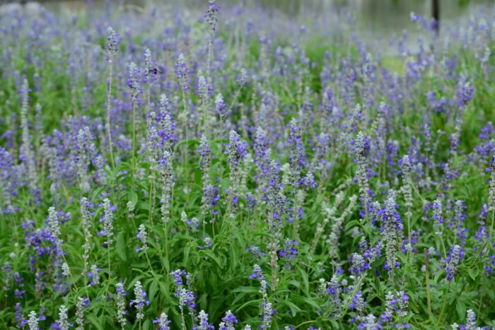 Salvia 'Blue Note'