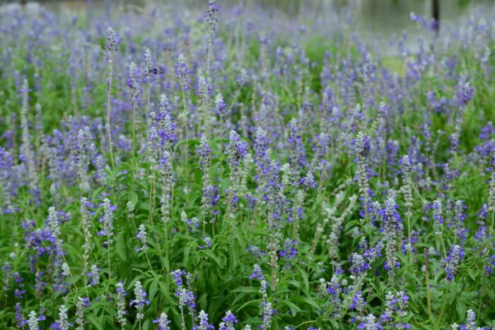 Salvia 'Blue Note'