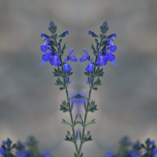 Salvia ‘Blue Note’