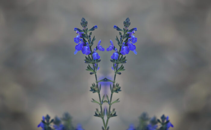 Salvia 'Blue Note'