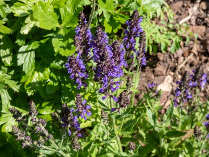 Salvia Nemorosa 'Marcus'