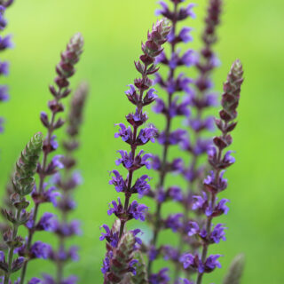 Salvia Nemorosa ‘Ostfriesland’