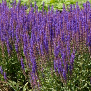 Salvia Nemorosa ‘Ostfriesland’