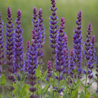 Salvia Officinalis