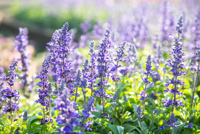 Salvia Officinalis