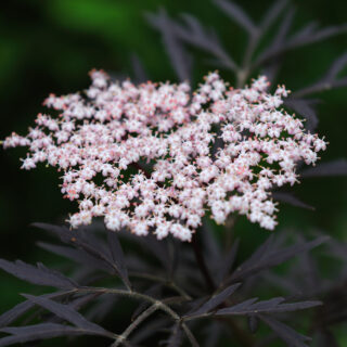 Sambucus Nigra ‘Black Beauty’