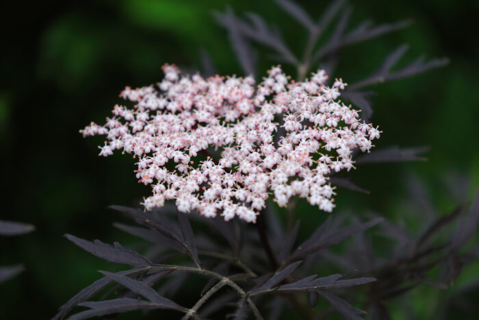 Sambucus Nigra 'Black Beauty'