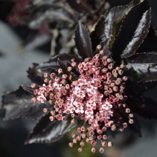 Sambucus Nigra ‘Black Tower’