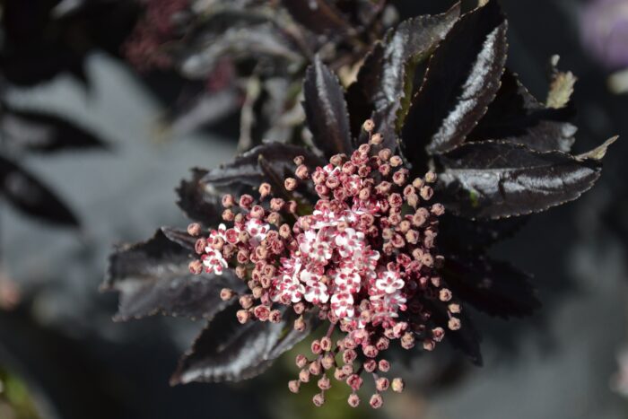 Sambucus Nigra 'Black Tower'