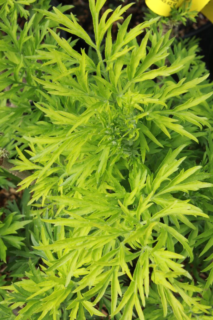 Sambucus Nigra 'Golden Tower'