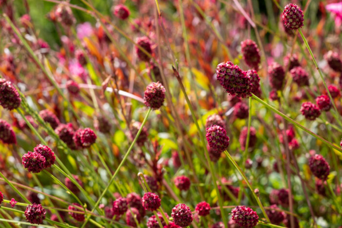 Sanguisorba Officinalis 'Tanna'