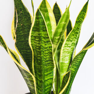 Sansevieria ‘Laurentii’