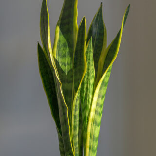 Sansevieria ‘Laurentii’