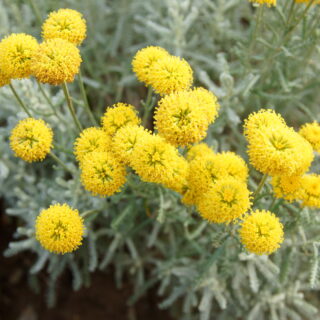 Santolina Chamaecyparissus