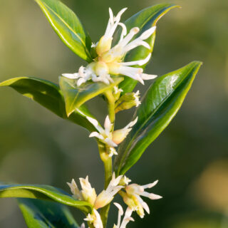 Sarcococca Confusa
