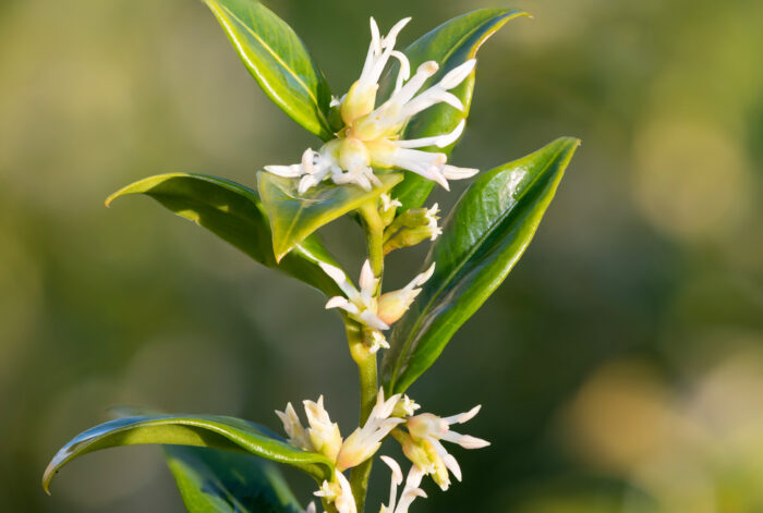 Sarcococca Confusa