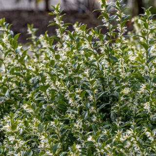 Sarcococca Confusa