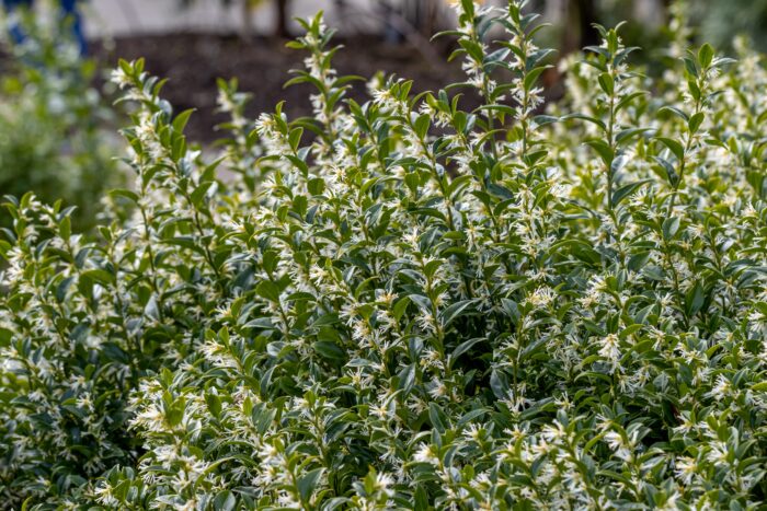 Sarcococca Confusa