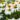 coneflower-white-echinacea-purpurea-alba-30-seeds-echinacea-white-3706-p