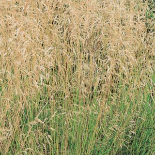 deschampsia-cespitosa-bronzeschleier-flowers-1