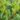 prunus-lusitanica-myrtifolia-7698-p
