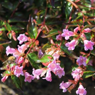 Abelia x gra. ‘Sherwood’