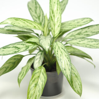 Aglaonema Silver Queen