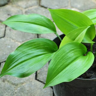 Aspidistra Elatior