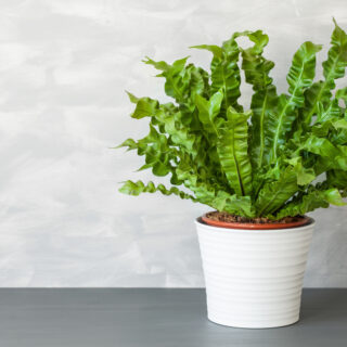Asplenium Nidus