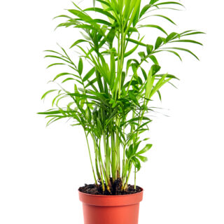 Chamaedorea Elegans