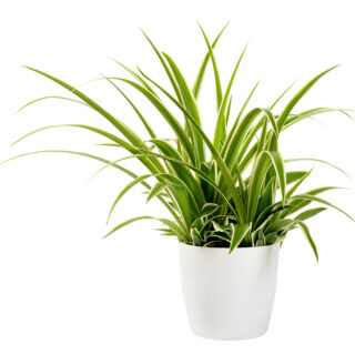 Chlorophytum Laxum