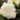 Begonia – Double White