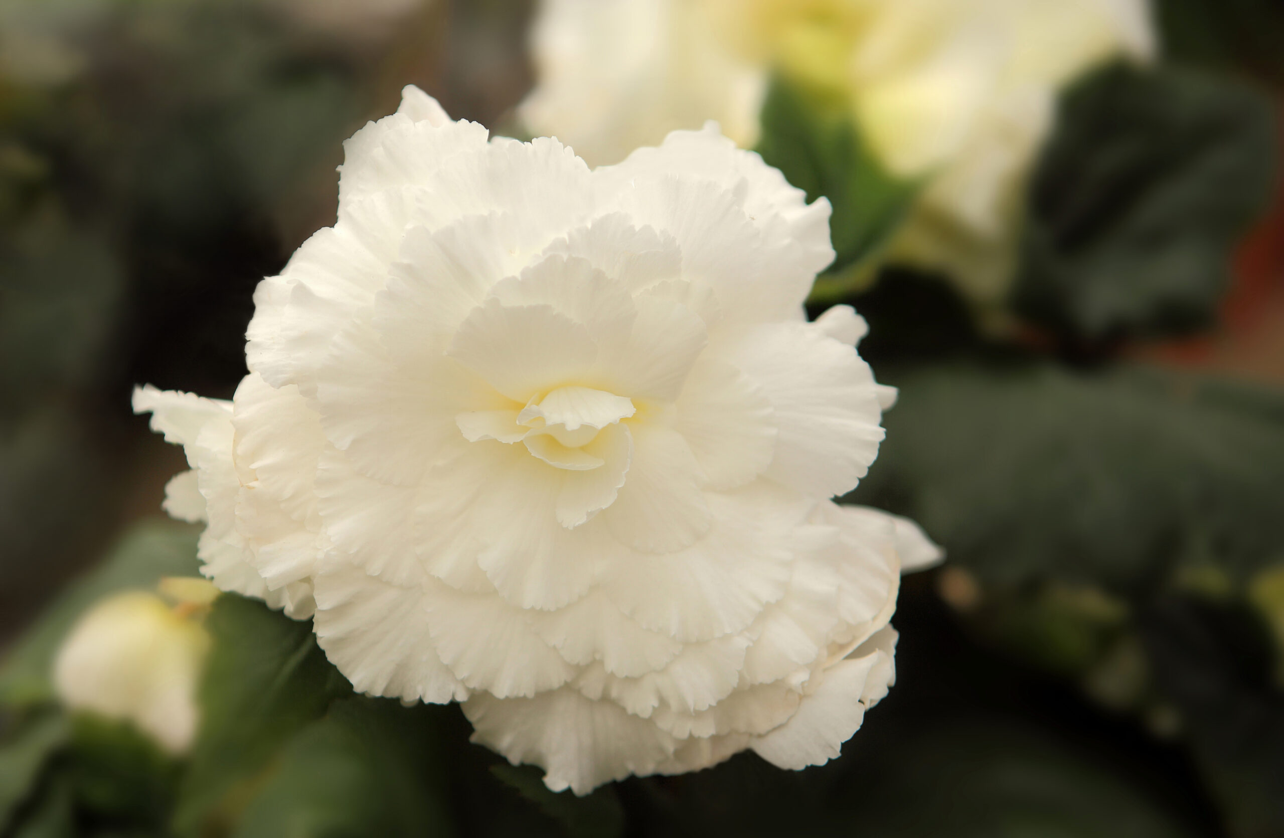 Begonia - Double White Begonia - Double White