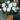Begonia Double White 2