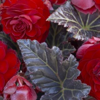 Begonia Multiflora Maxima Switzerland – Red 2
