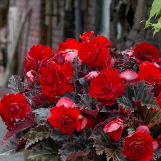 Begonia Multiflora Maxima Switzerland – Red