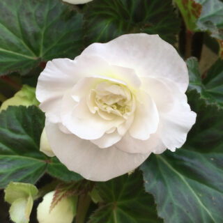 Begonia Non Stop White