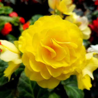 Begonia Non Stop Yellow